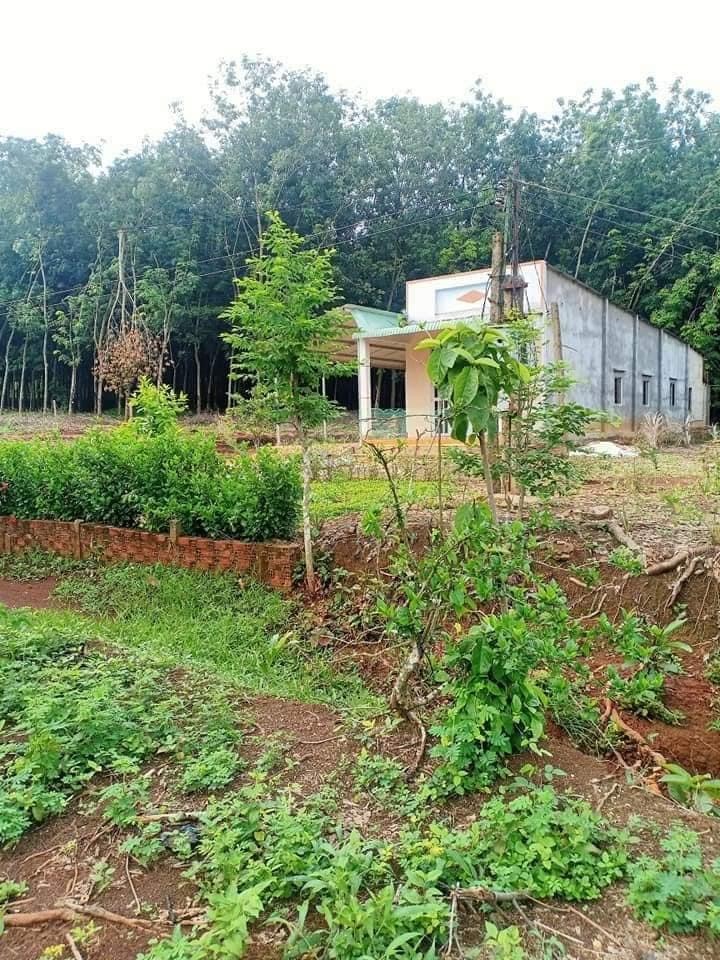 Bán đất Hưng chiến giá 290tr dt 10×87