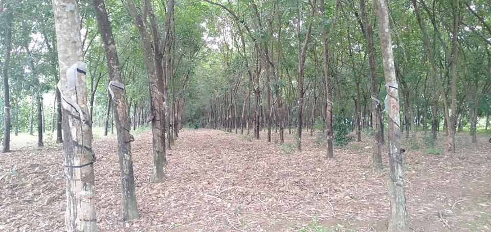 Lộc phư 2,6ha cao su giá 2,2ti