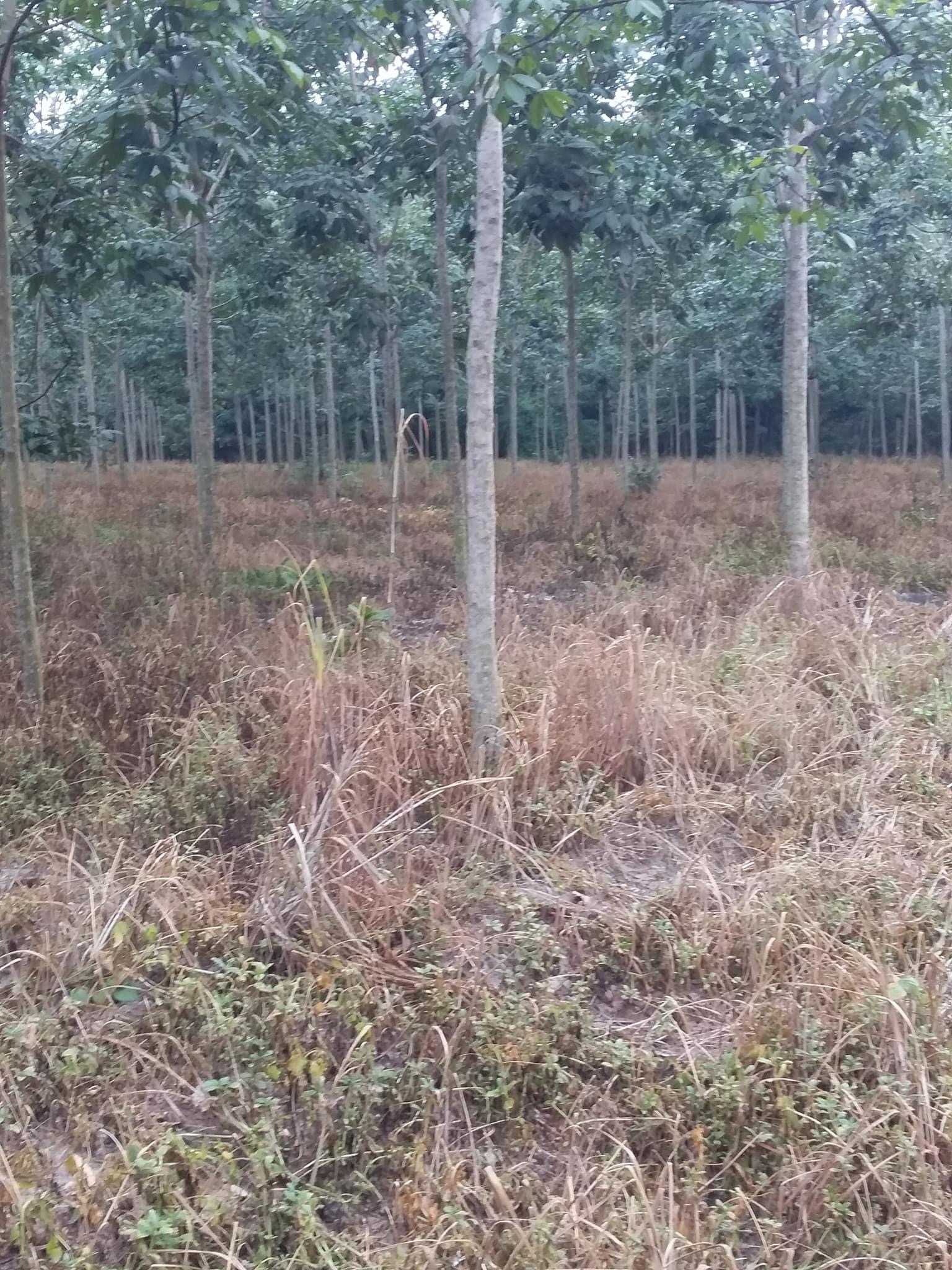 Bán 3ha cao su non giá 1ti3/ha thuộc xã Đồng Nơ