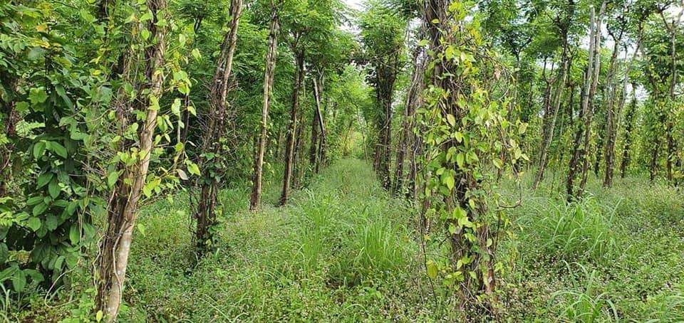 Bán 1hec cao su thuộc Bù Đốp giá 550tr/ha