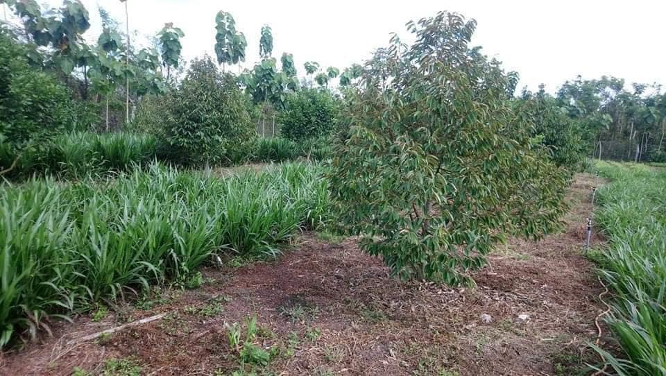 Bán đất trồng cây ăn trái tại Lộc Phú giá 700tr