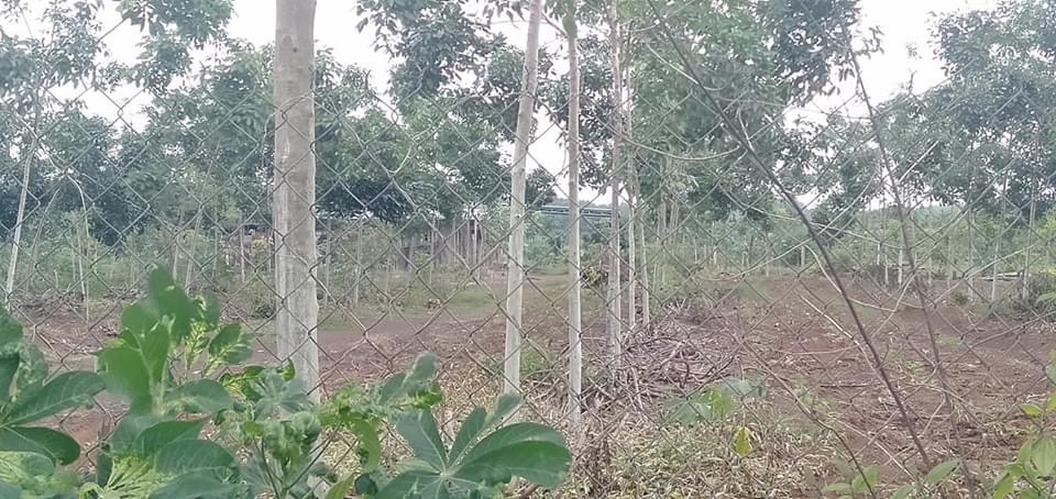 Lộc phú đat cao su 3mau5 trồng đc 3nam có nhà xây ở kiêng cố 200m thổ cư . Giá 2ty275
