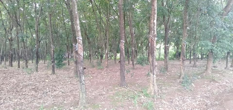 Lộc phư 2,6ha cao su giá 2,2ti