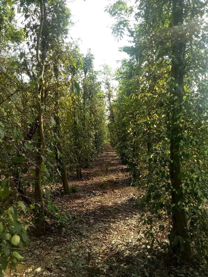 lô Đất nền lộc hiệp  Cách qlo và ubnd xã 1.8 km.  Đường bê tông rộng rãi.  📌Dt 50 x 100 @200 tc.