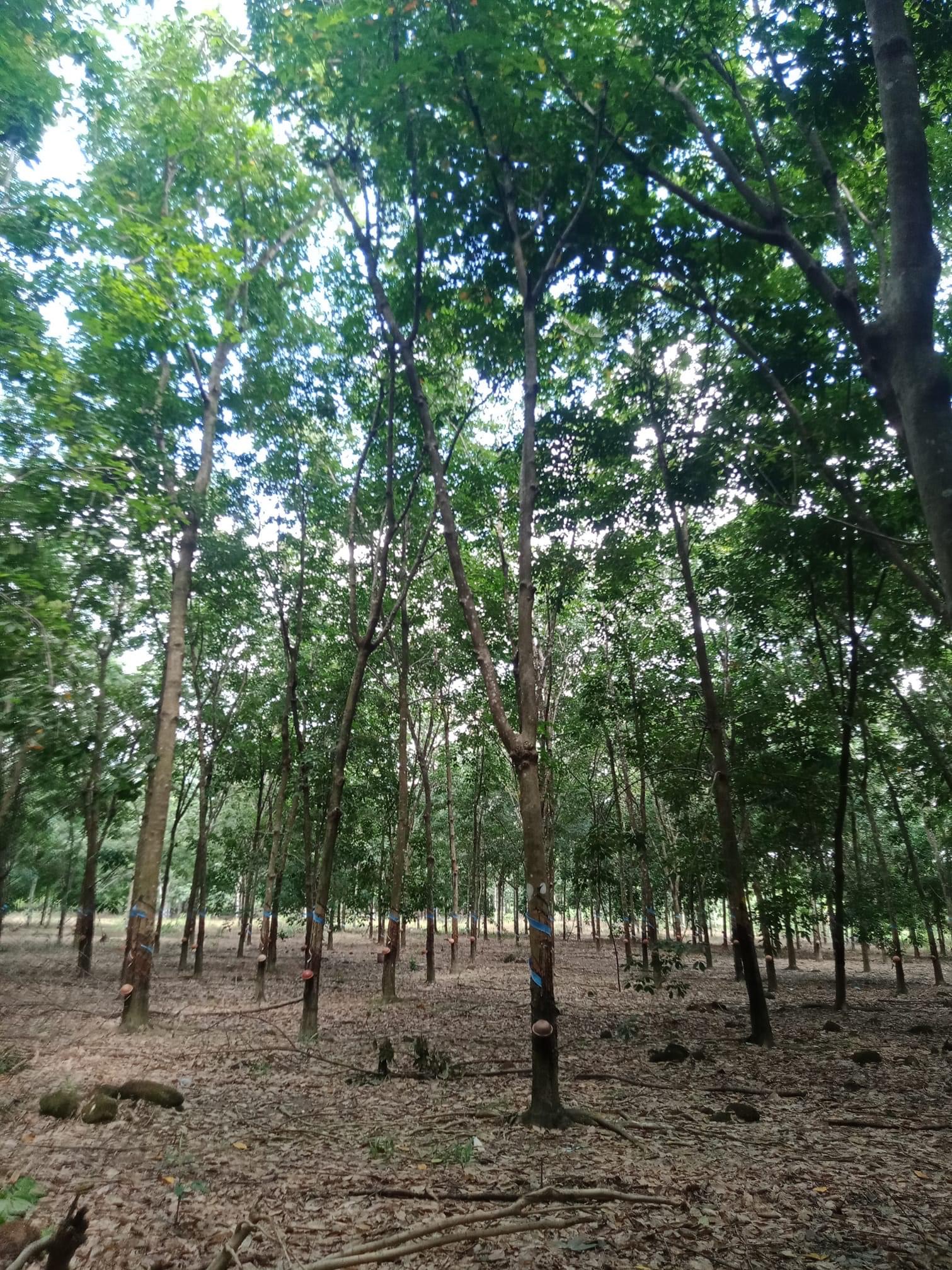 2,2ha cao su Tân Hoà đồng phú