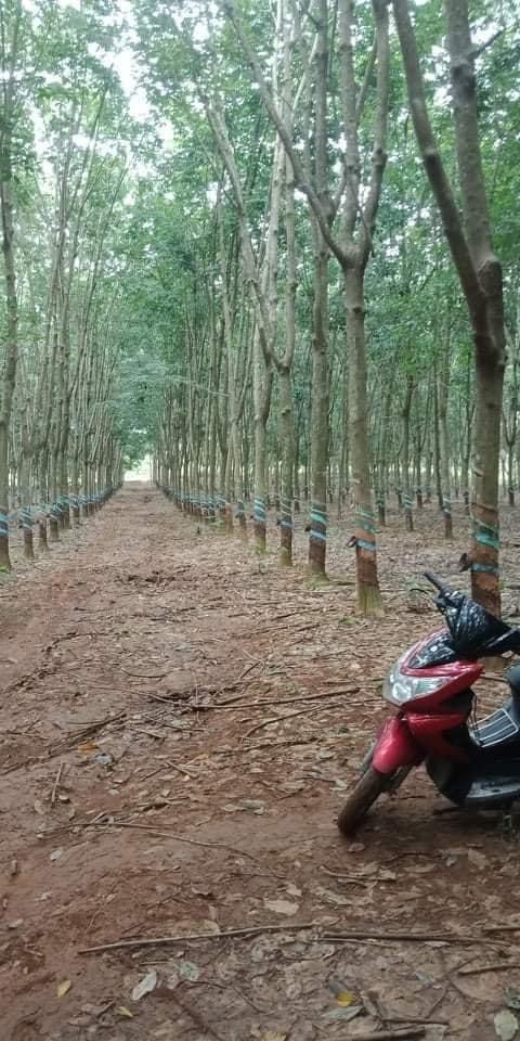 Bán 7ha cao su thuộc Xã Tân Lợi giá 900tr/ha