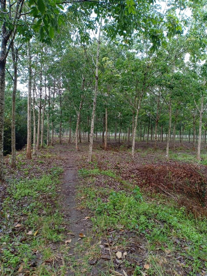 4,5ha cai su bù đốp giá 450tr/ha