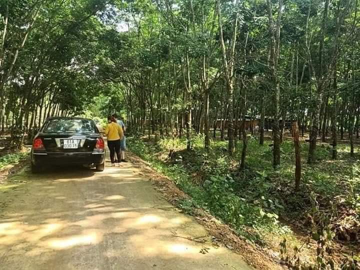 ngay cổng trào phố lố vô 150m đường thông bê tông hllg 9m ngay khu dân cư