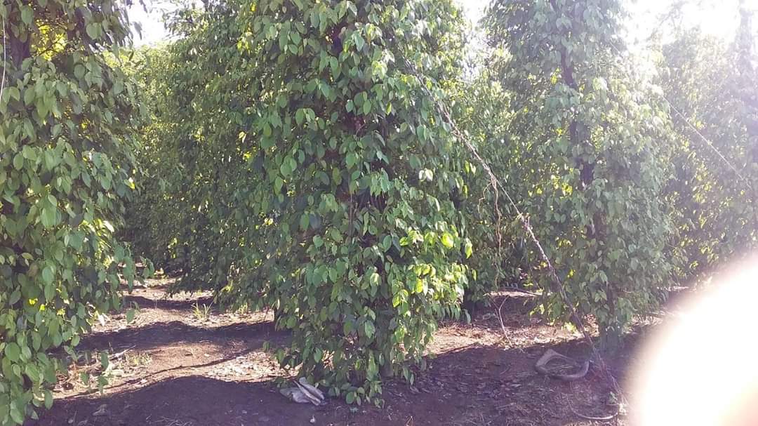 sát bên hông trường cấp 3 Lộc Hiệp, 27tr.m