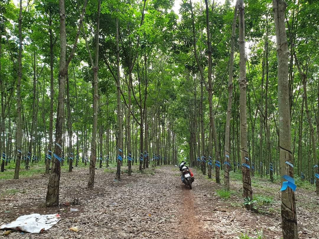 8.1ha cao su  – lộc thành – lộc ninh Cao su y như hình.
