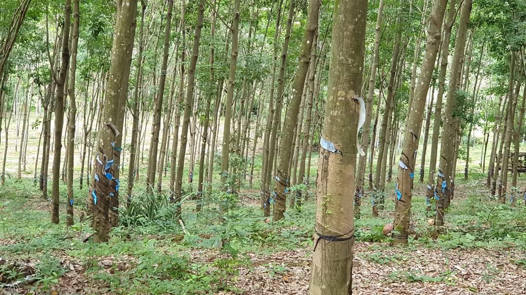 8.1ha cao su  – lộc thành – lộc ninh Cao su y như hình.