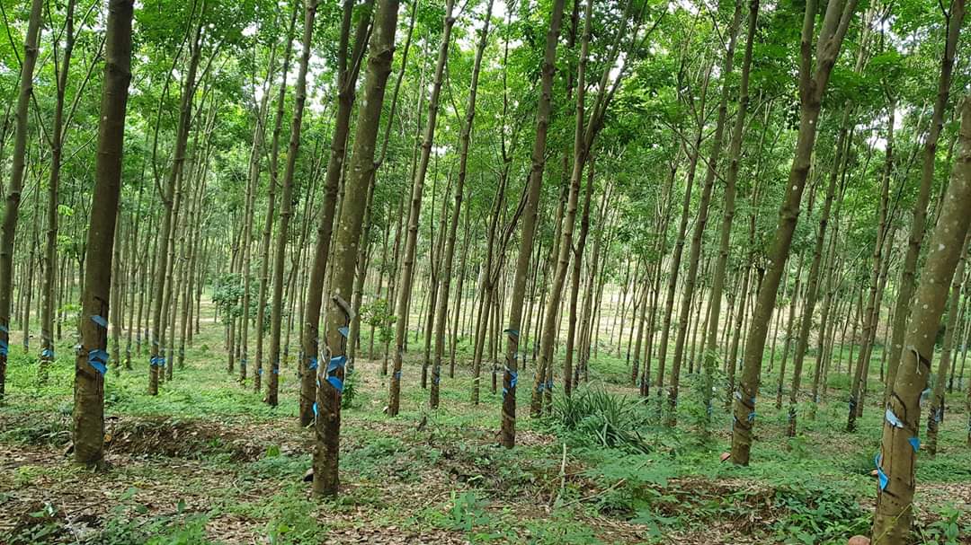 8.1ha cao su  – lộc thành – lộc ninh Cao su y như hình.