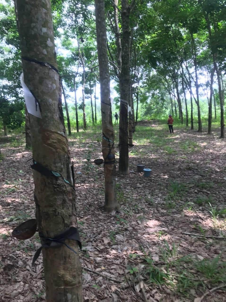 Bán nhanh 5.2 sào cao su đang thu cho sl mủ ổn định,