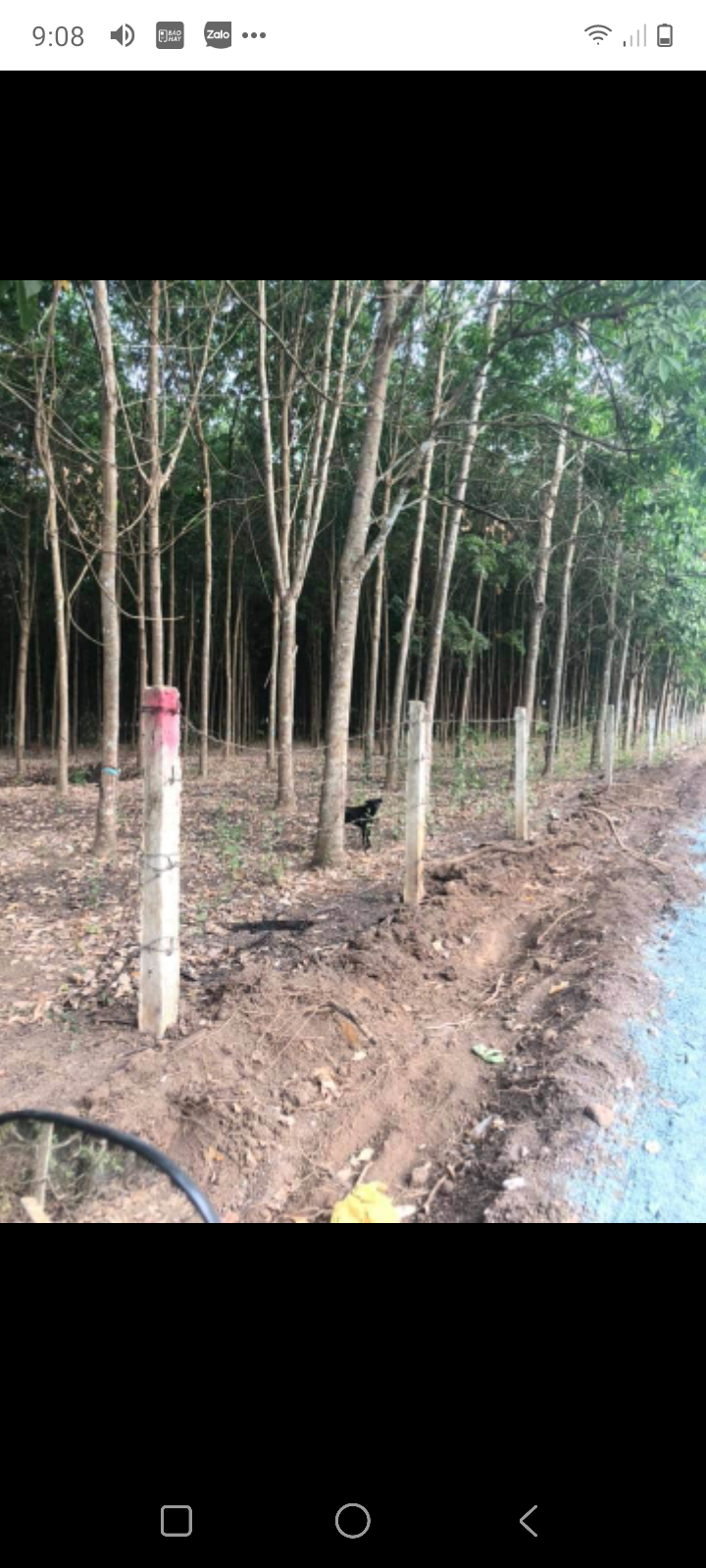Bán đất kp2 tt tân khai giá 70tr/m dt 64×111