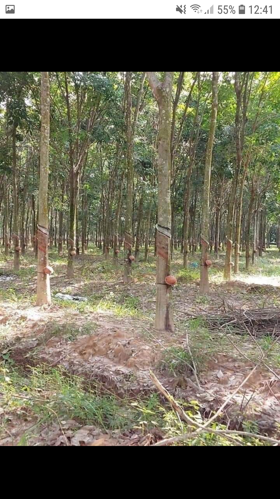 Bán đất xã Lộc Tấn DT 4ha3 giá 650/ha