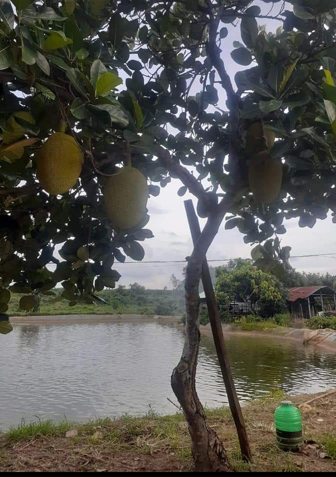 Bán đất có cây mít và ao xã Lộc Quang giá 2tỷ dt 1ha