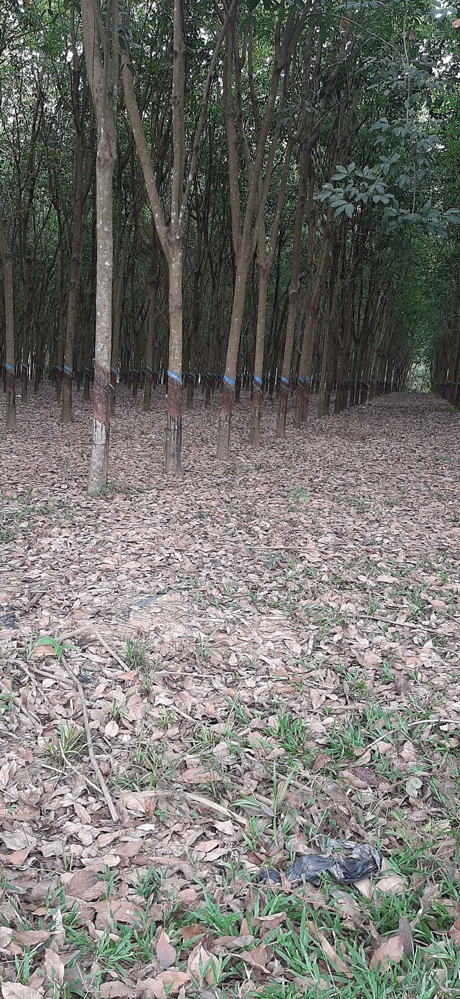 Bán đất cao su xã Thanh An giá 3,5tỷ/1ha dt 50ha