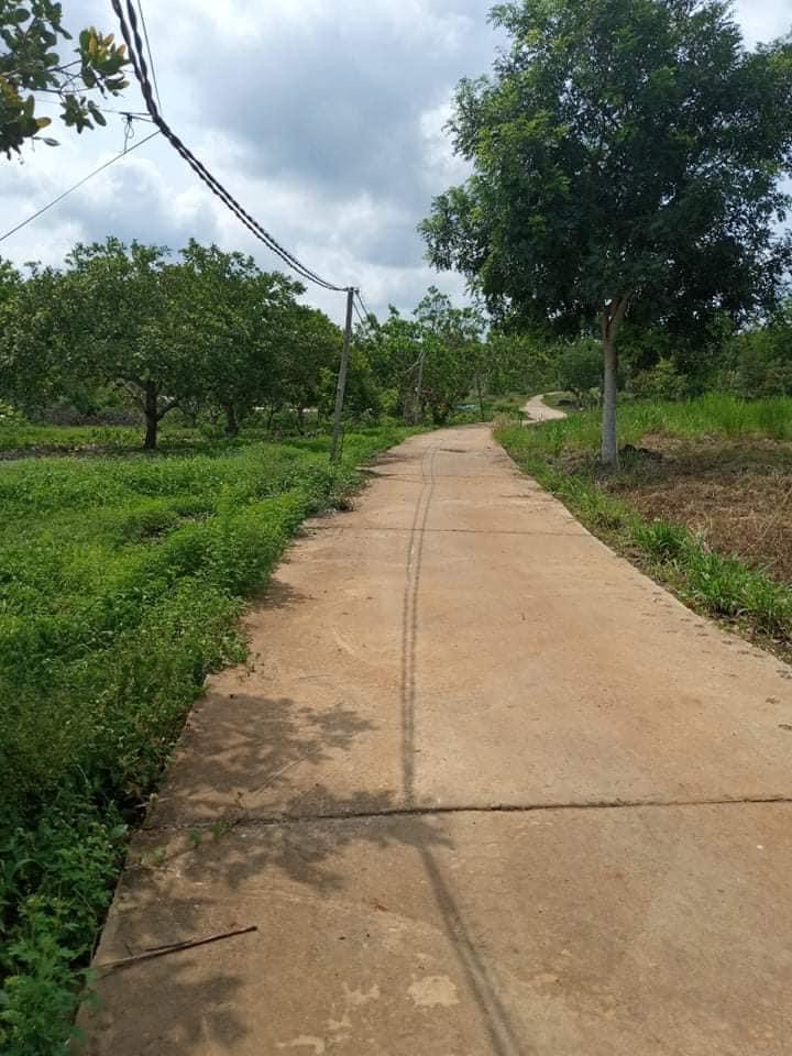 Bán vườn điều  An Khương Hớn Quản giá 1ty1 dt 1héc7