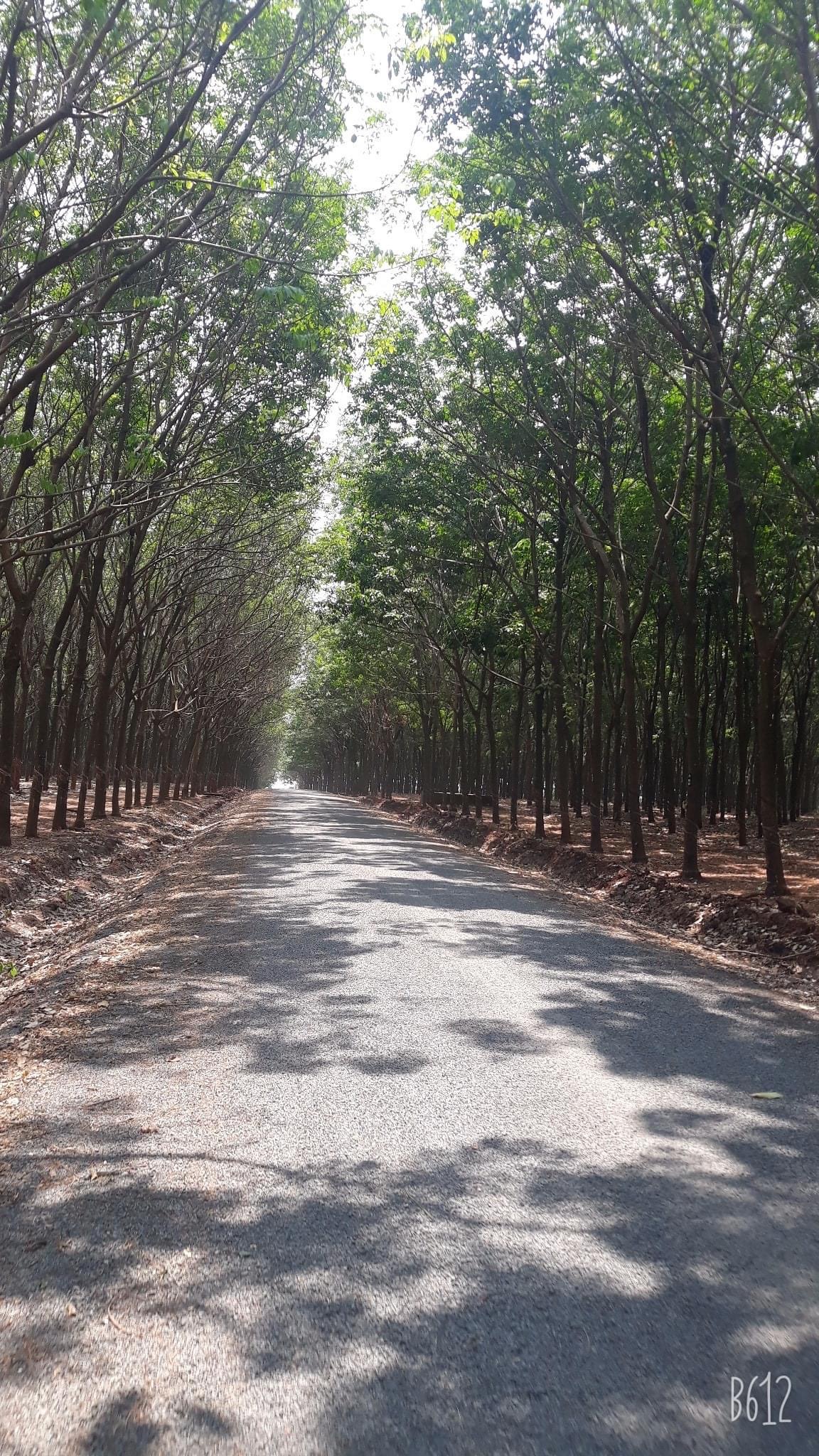 Bán đất cao su xã Bình Sơn giá 1tỷ300tr dt 1,1ha