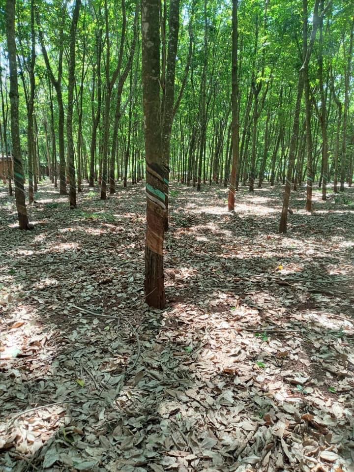 Bán đất xã Tân Hưng giá 4 tỷ 800tr dt 3ha1