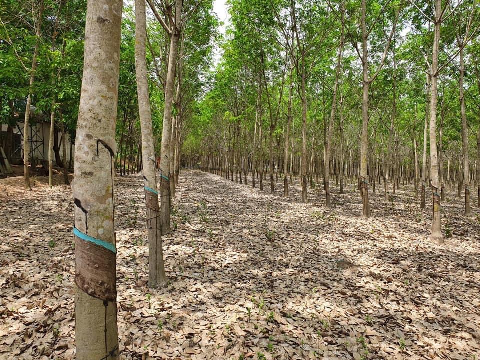 Bán đất xã Thanh An giá 3tỷ800tr dt 20792m2