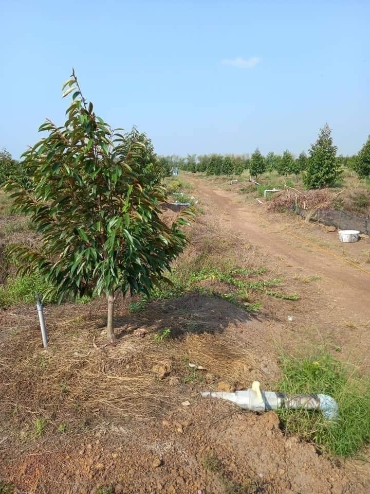 Bán đất xã Tân Tiến giá 2tỷ/1ha dt 6ha