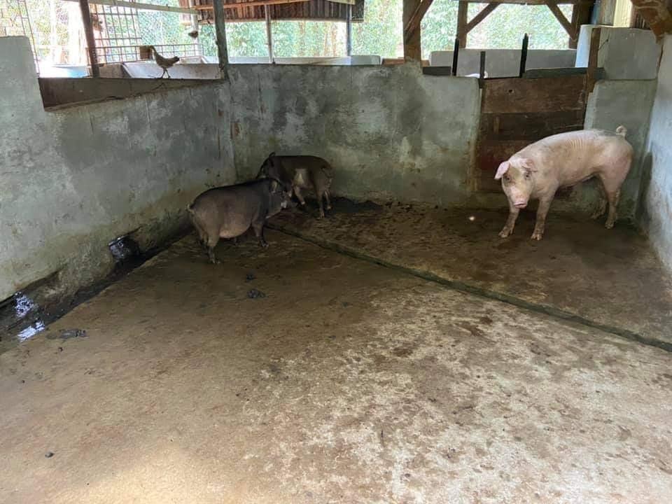 Bán đất xã Bình Sơn giá 1tỷ950tr dt 2,7ha