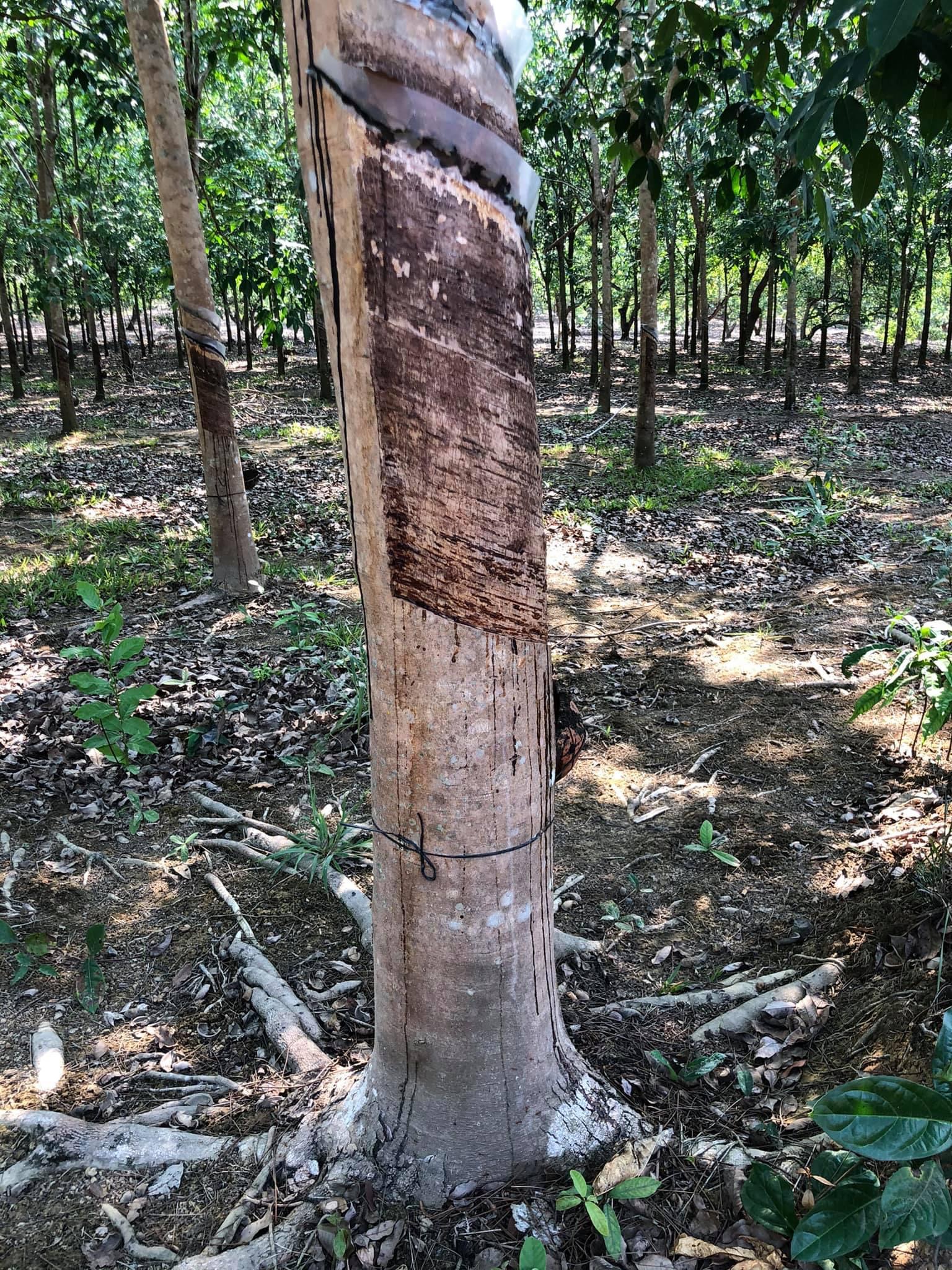 Bán đất cao su xã Thuận Phú giá 5,5tỷ dt 3,8ha