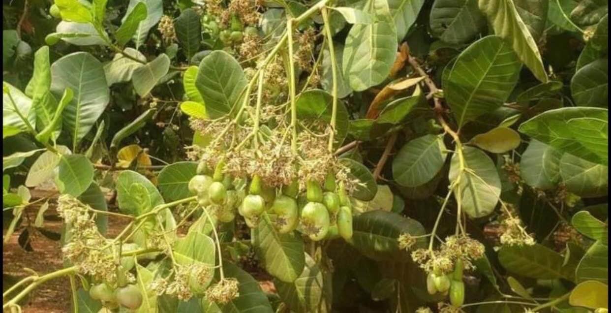 Bán đất có điều cao su xã Long Bình giá 850tr/1ha dt 7,5ha