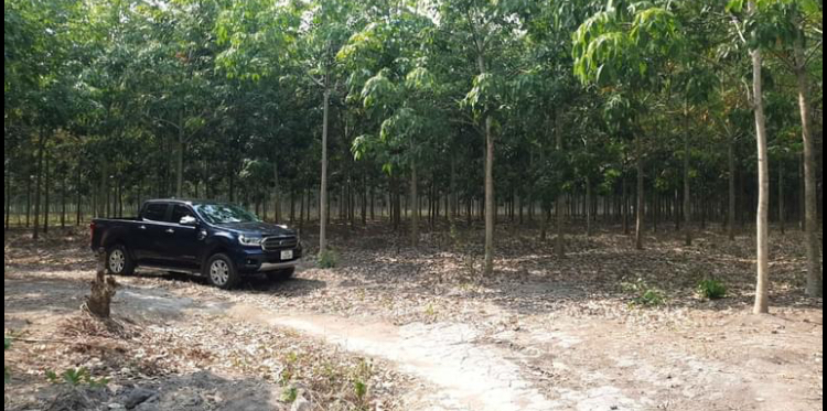 Bán đất có cao su xã Minh Đức giá 8,5tỷ dt 4,2ha