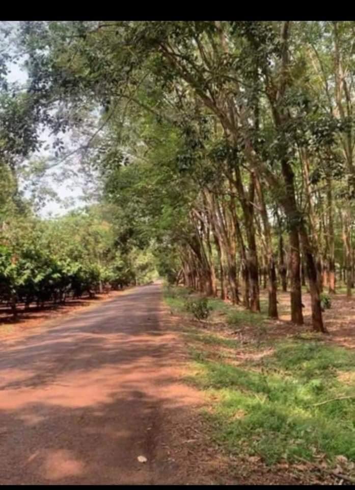 Bán đất cao su xã Bình Sơn giá 2,5tỷ dt 1,3ha