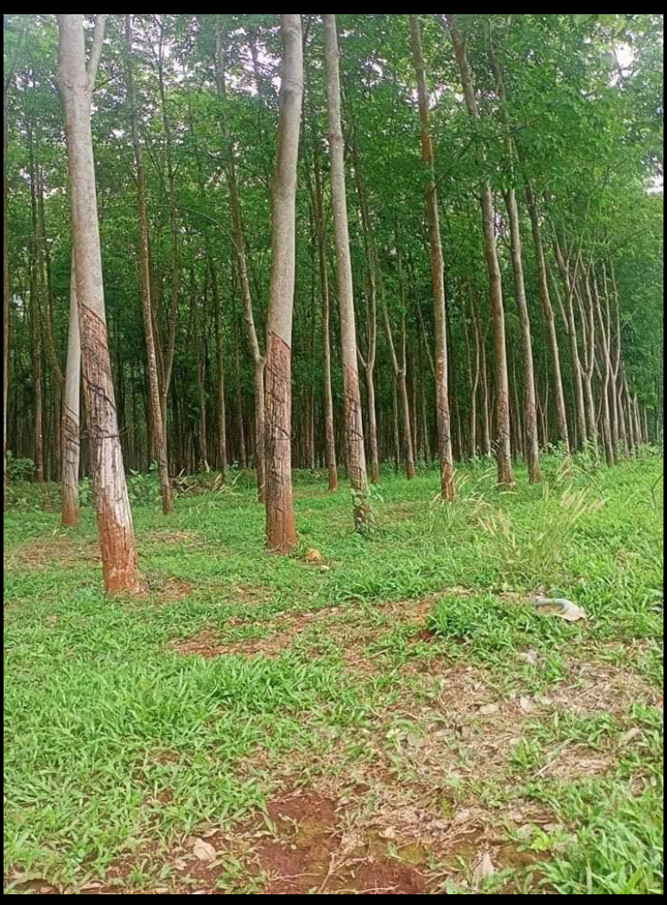 Bán đất cao su xã Tân Hưng giá 4,7tỷ dt 5ha