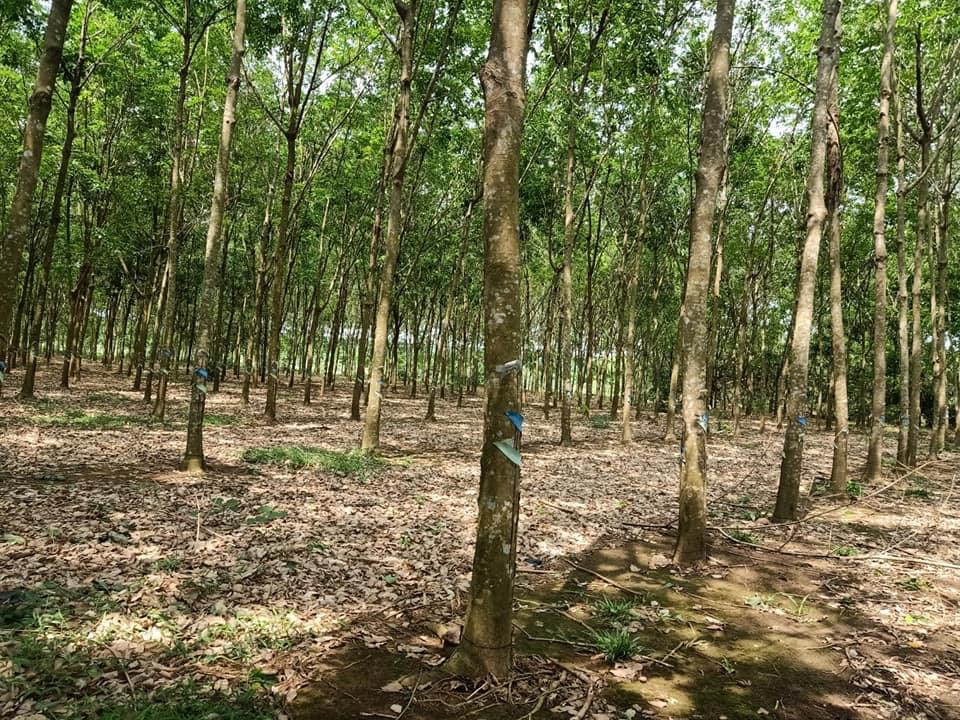 Bán đất có cao su xã Tân Hưng giá 1,8tỷ dt 3,3mẫu