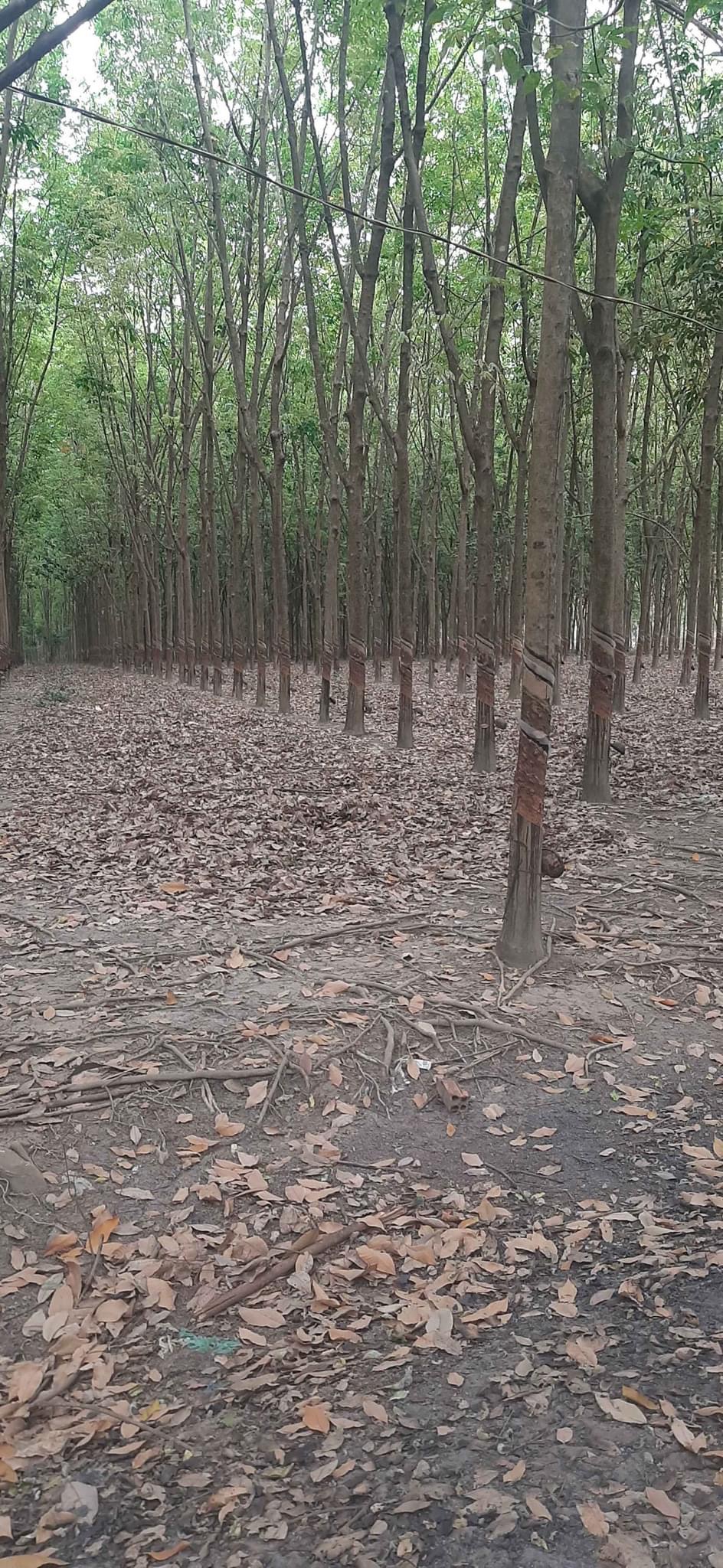 Bán đất cao su xã Long Hưng giá 1,7tỷ/1ha dt 45ha