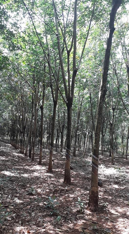Bán đất có cao su  xã Đa Kia giá 1,9tỷ dt 2,2ha