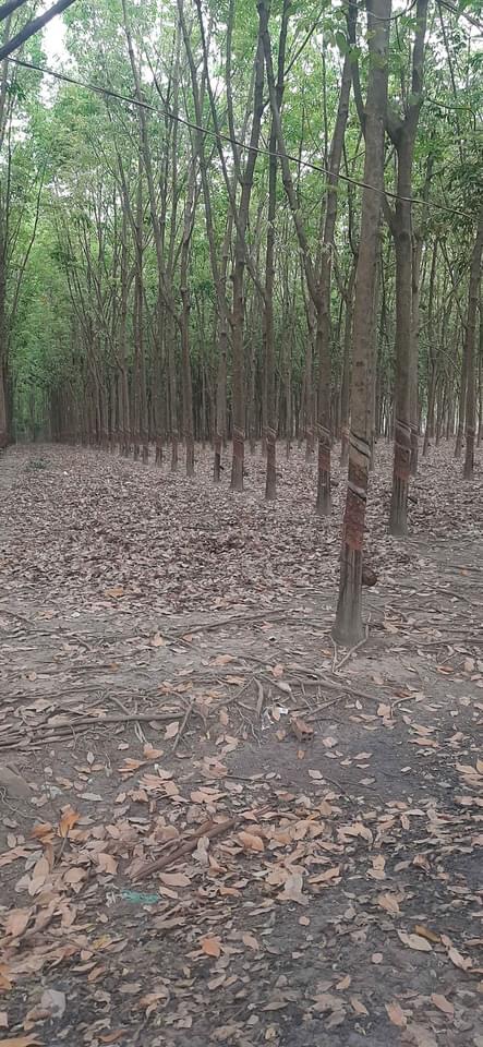 Bán đất cao su xã Long Hưng giá 1,7tỷ/1ha dt 45ha
