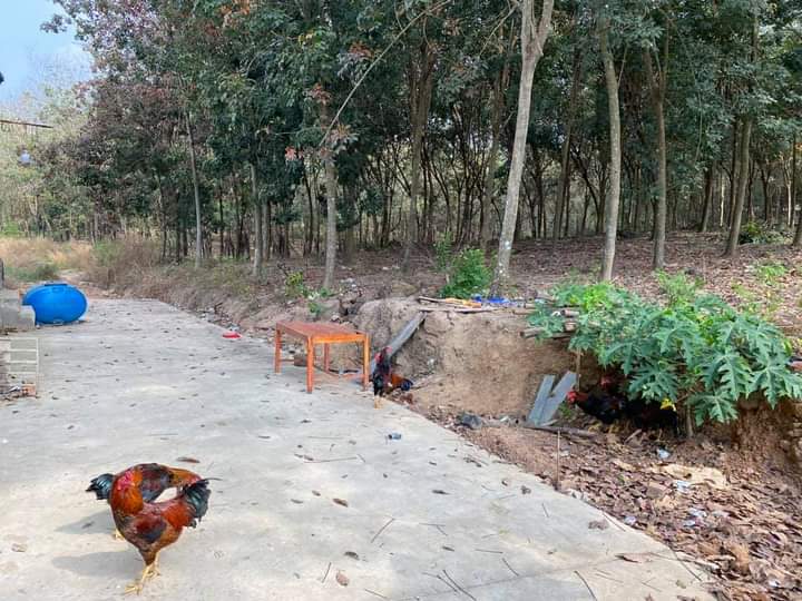 Bán đất có cao su xã Tiến hưng giá 16tỷ dt 1ha6
