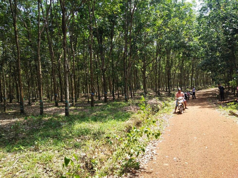Bán đất có cao su xã Thống Nhất giá 6tỷ dt 8ha