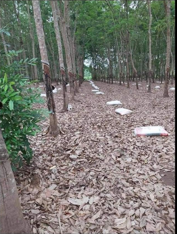 Bán đất có cao su xã Thanh Lương giá 4,1tỷ dt 2,4ha