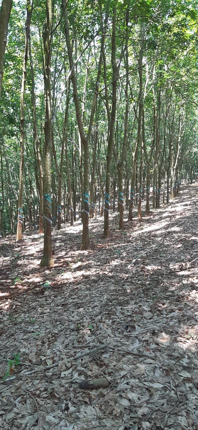 Bán đất xã Tân Lợi giá 3 tỷ dt 2,2ha