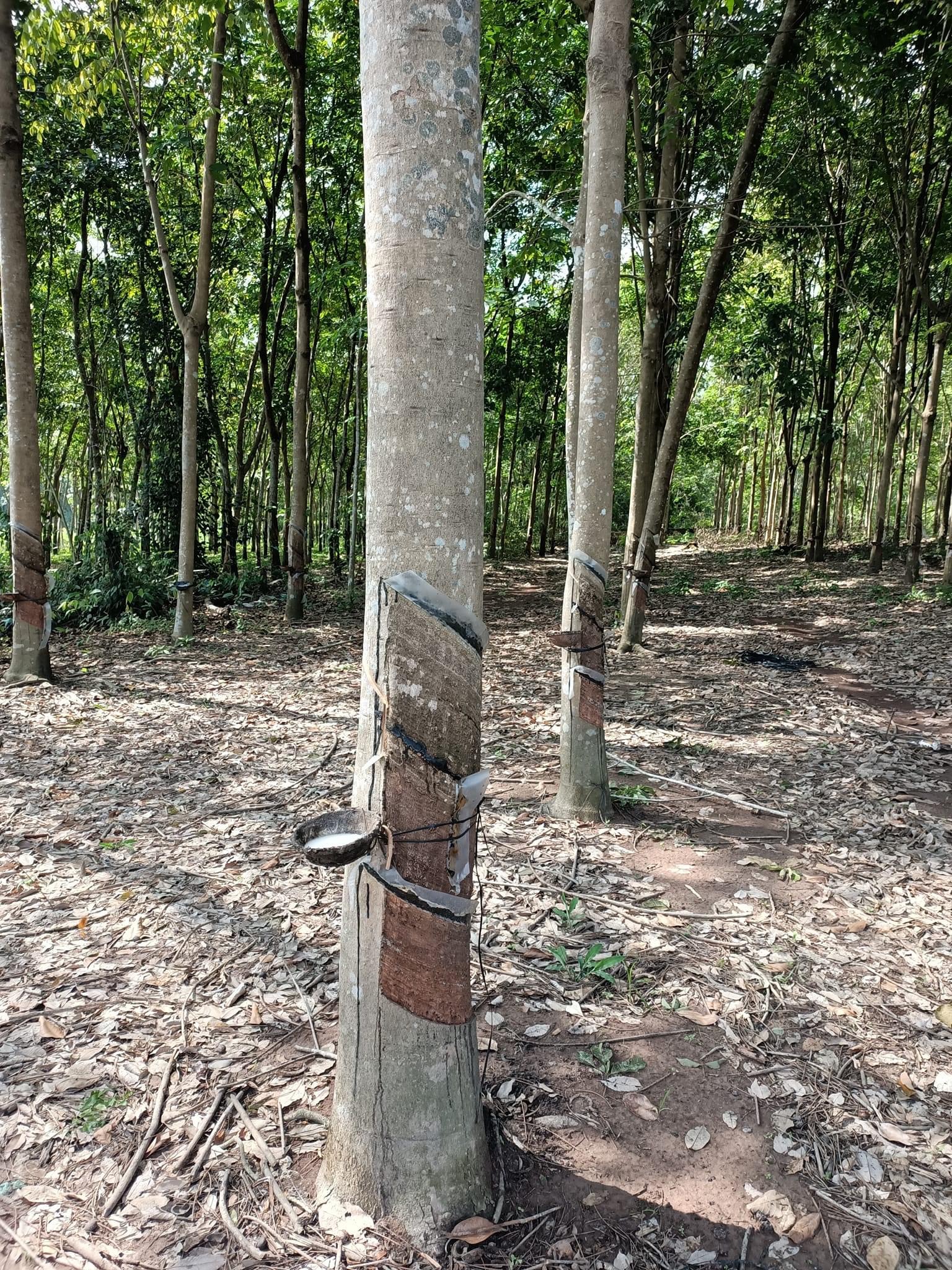 Bán đất thị trấn Tân Khai giá 2ty260 dt 5sào2x100tc