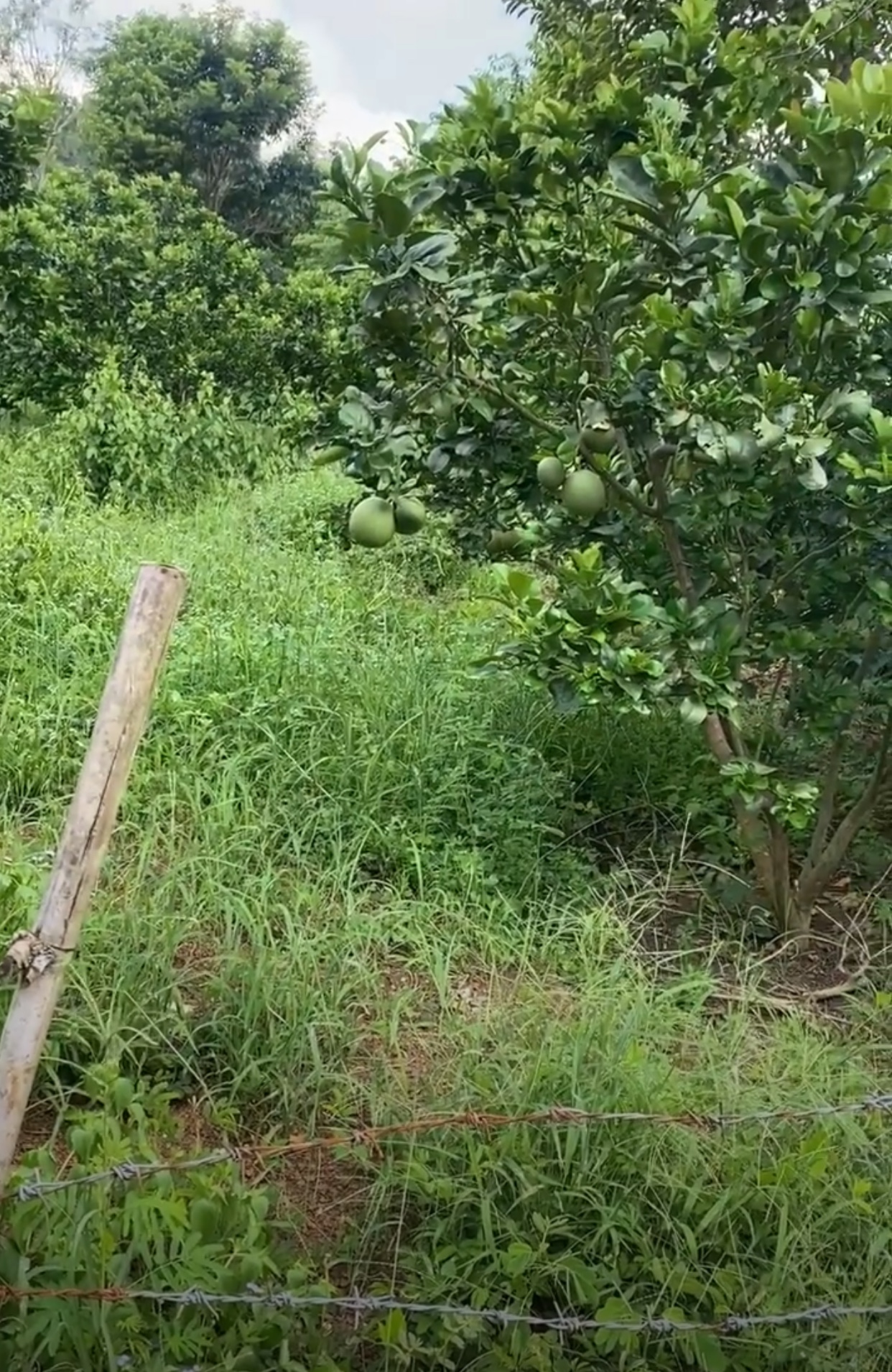Bán đất xã Thanh An giá 800tr dt 3 sào