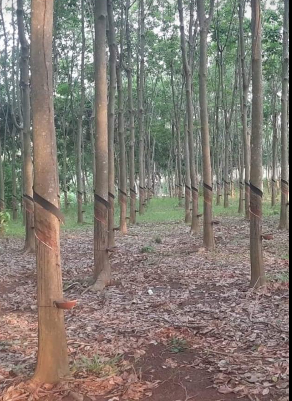 Bán đất xã An Khương giá 1ty850 dt 1ha2