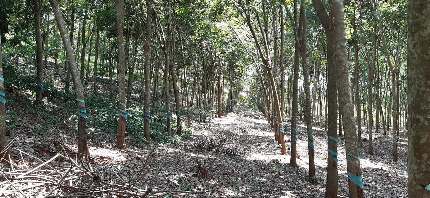 Bán đất xã Tân Lợi giá 3 tỷ dt 2,2ha
