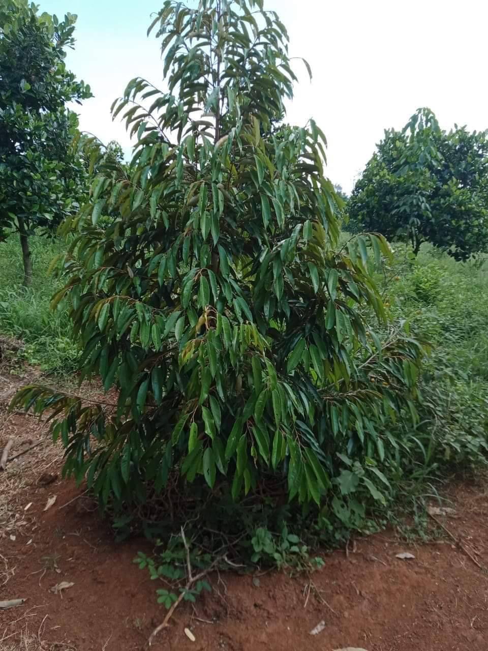 Bán đất xã Tân Hưng giá 1ty8/ha dt 2ha6