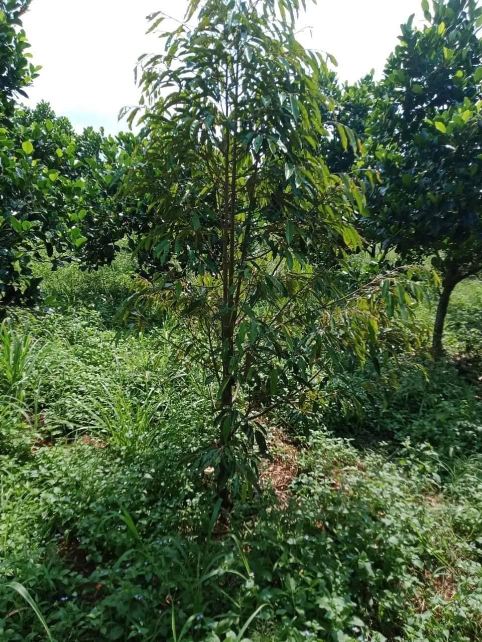 Bán đất xã Tân Hưng giá 1ty8/ha dt 2ha6