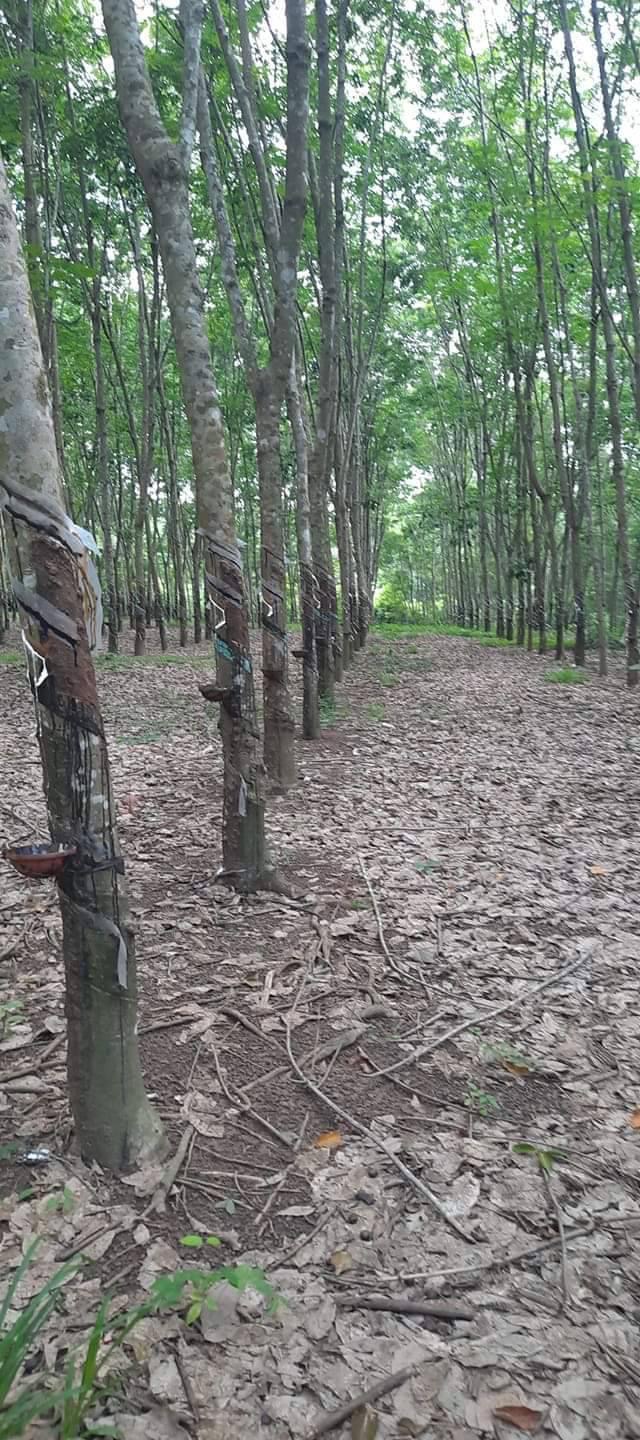 Bán vườn cao su xã Tân Hưng giá 3 tỷ dt 1ha8