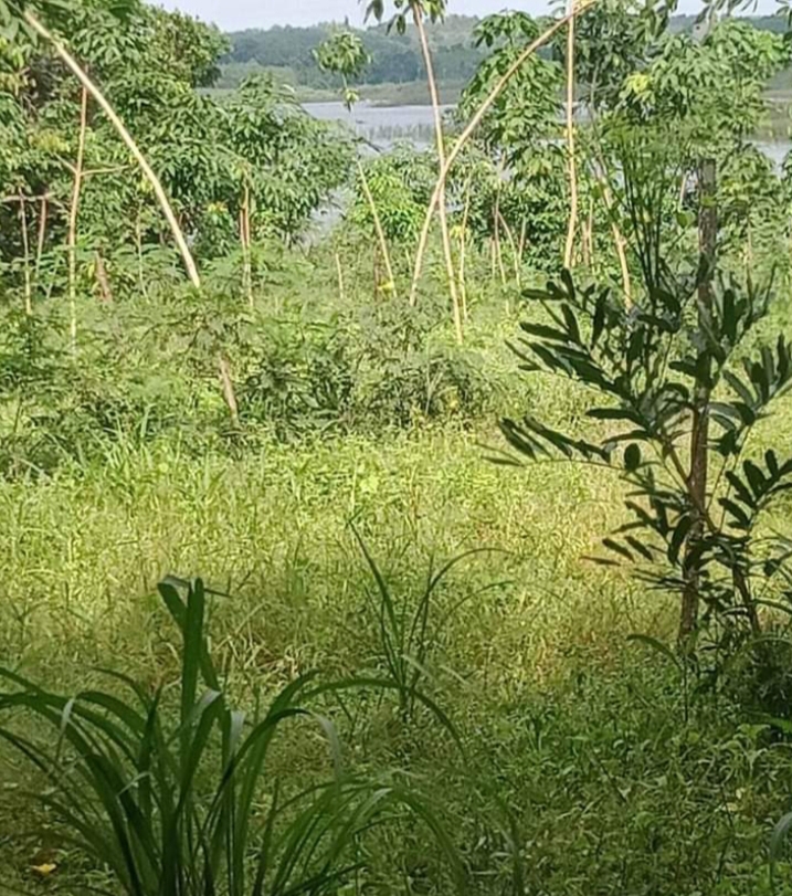 Bán đất An Khương giá 550tr dt 3sào