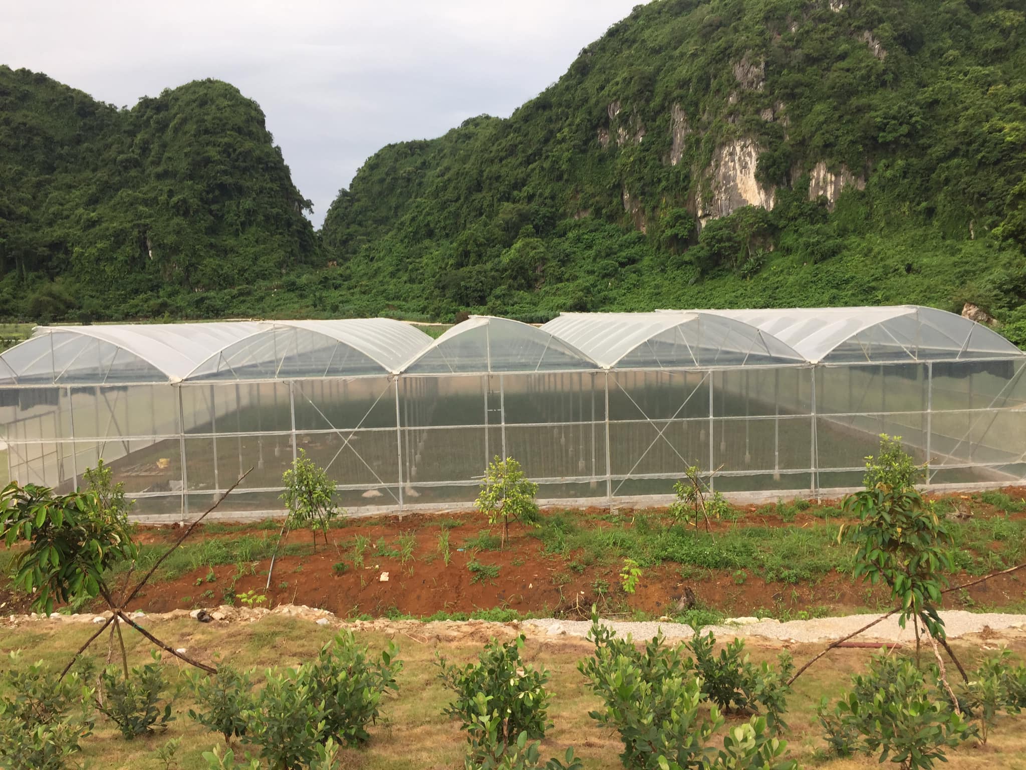 Đà Nẵng Quy hoạch vùng sản xuất các sản phẩm nông nghiệp ứng dụng công  nghệ cao  Tin nhanh chứng khoán