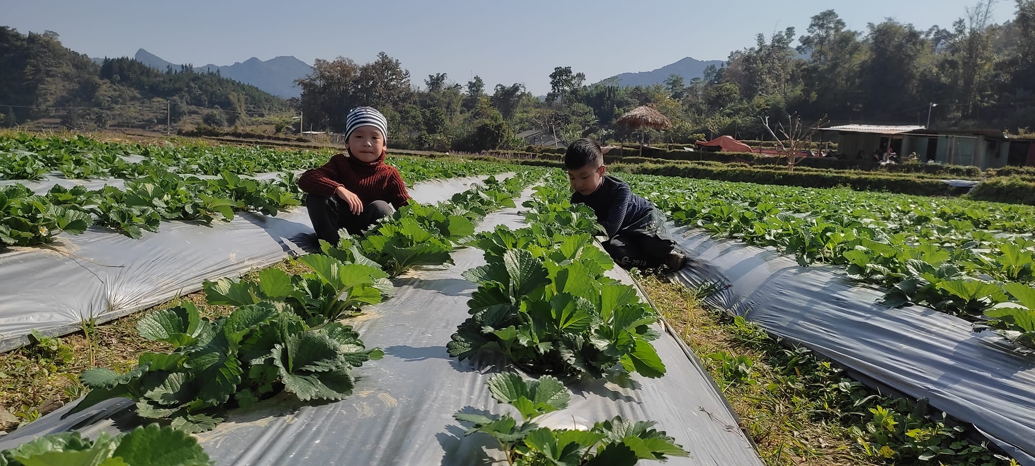 Màng phủ nông nghiệp, đại lý cung cấp màng phủ nông nghiệp trồng dâu tây giá rẻ